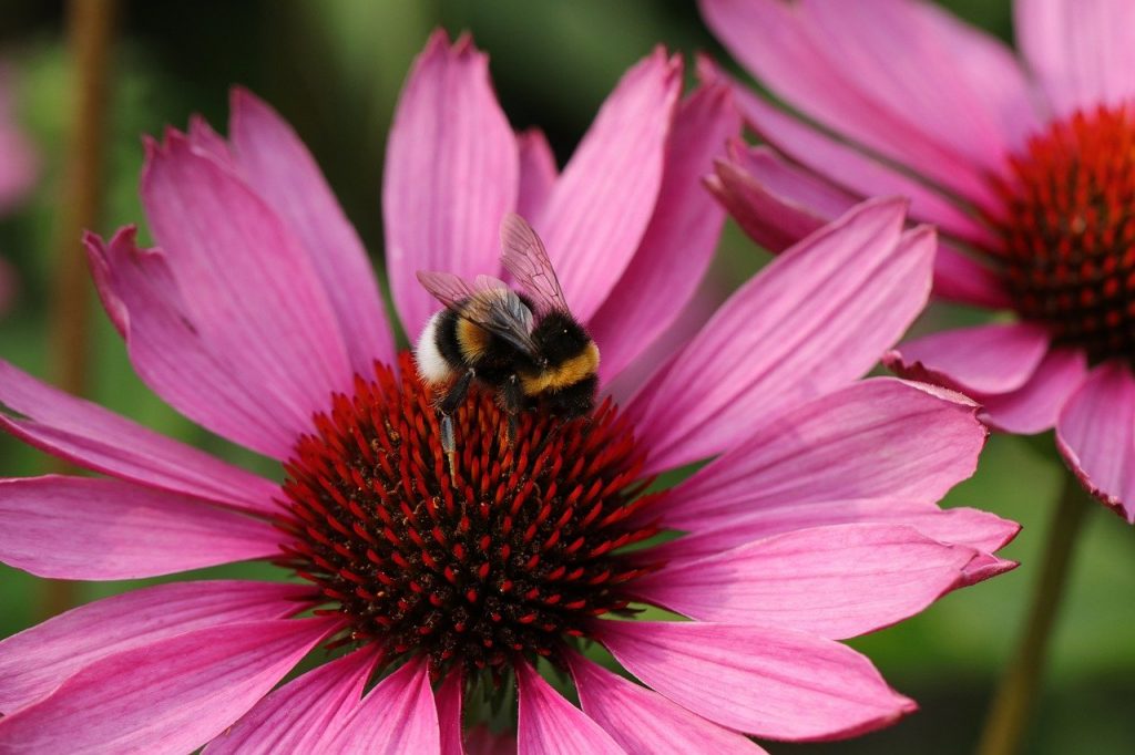 flower, bee, bumblebee-7338604.jpg