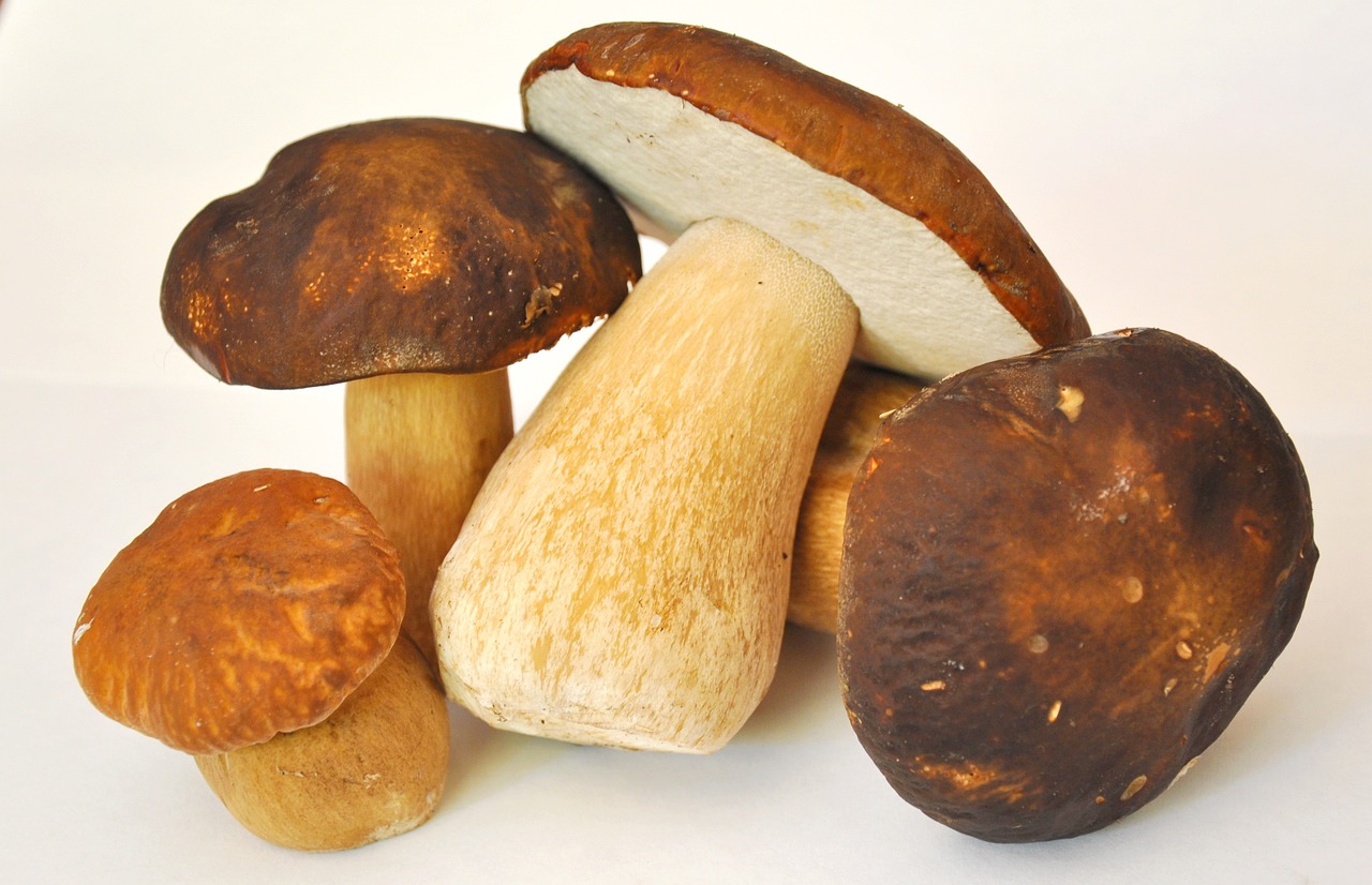 mushroom, porcini mushrooms, forest-913499.jpg