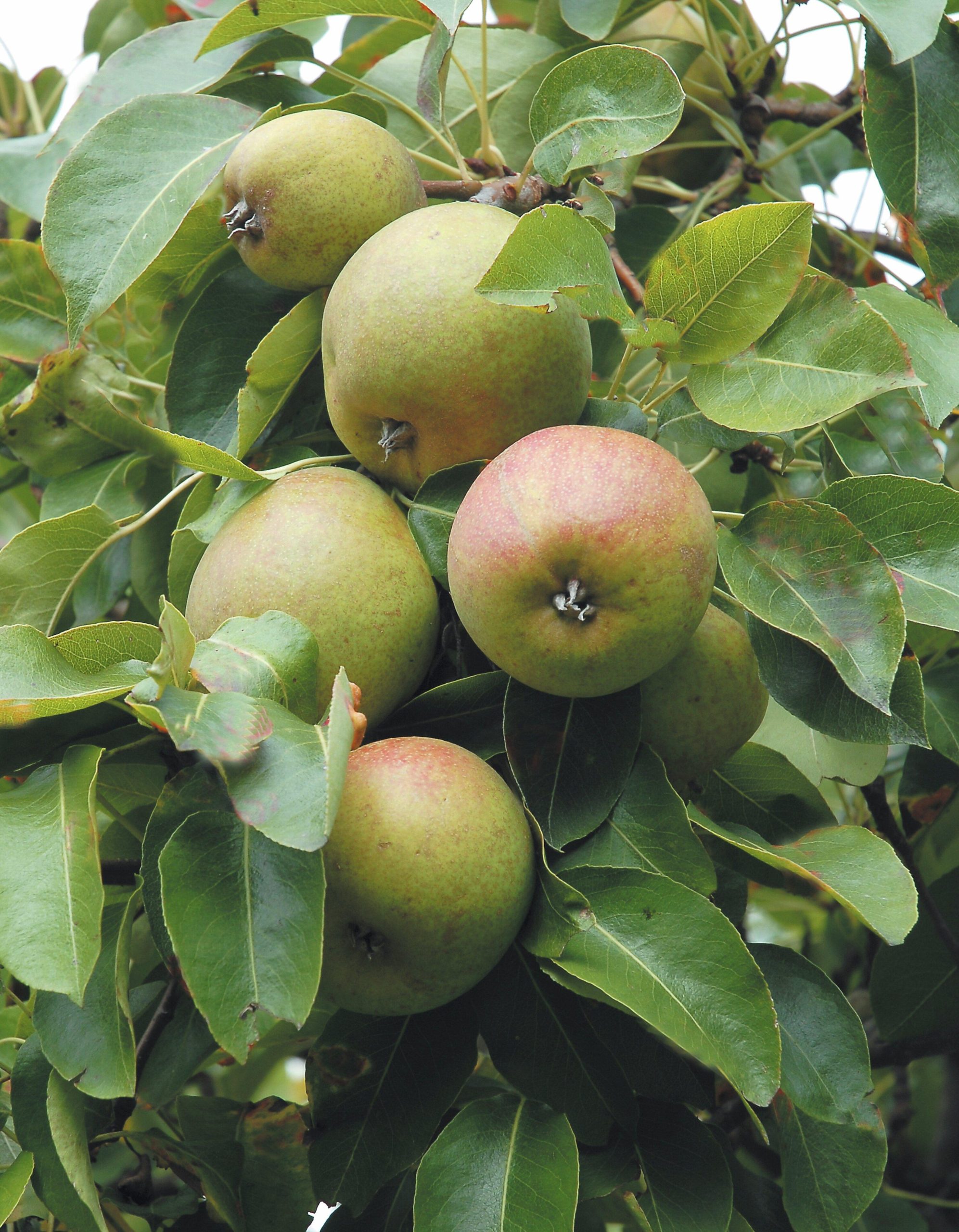 Käsekuchen mit Graf-Moltke-Birnen und Kardamom